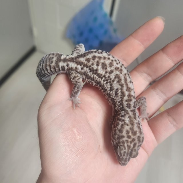 화이트아웃 오레오 패턴리스 헷 고스트