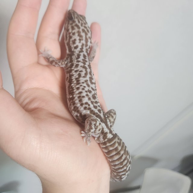 화이트아웃 오레오 패턴리스 헷 고스트