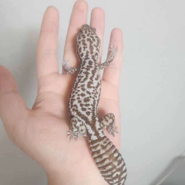 화이트아웃 오레오 패턴리스 헷 고스트