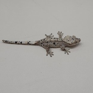 태양*슈왕