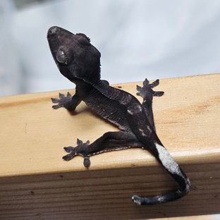 아잔틱