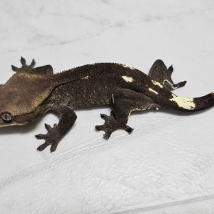 아잔틱