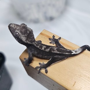 아잔틱