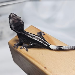 아잔틱