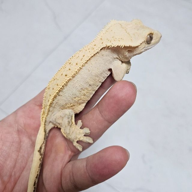 옐로우 크림시클