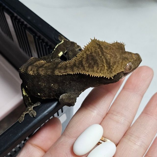 챠콜