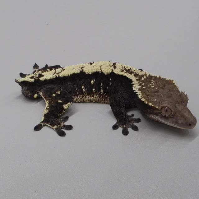 세이블 100%헷아잔틱