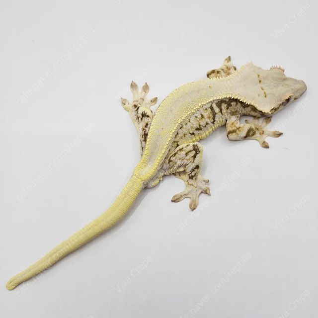 릴리화이트