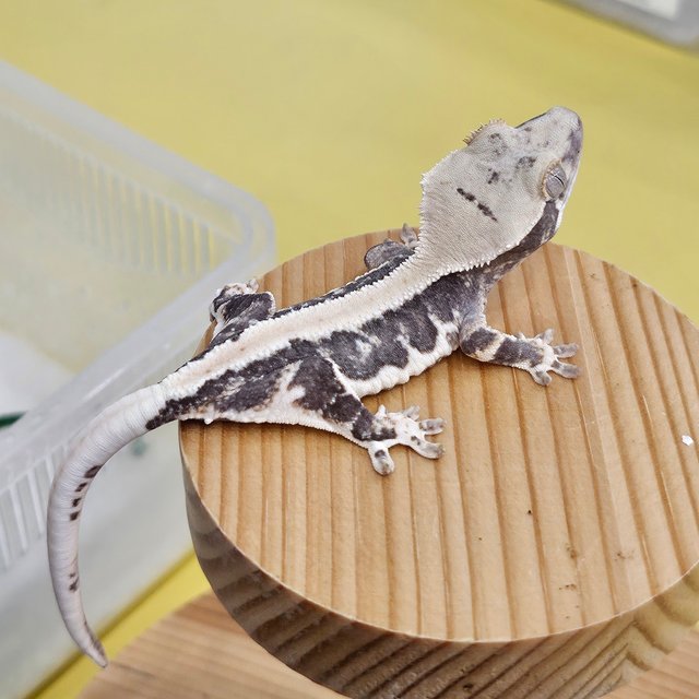 릴리100%헷아잔틱