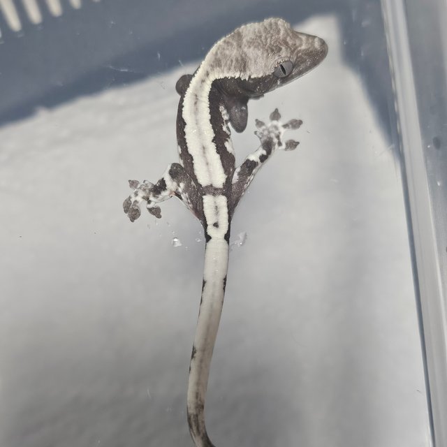 릴리 세이블 아잔틱