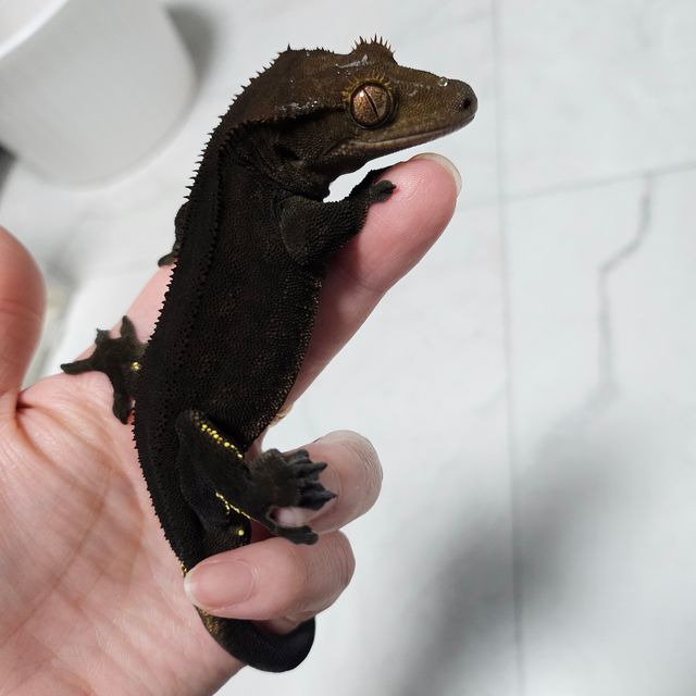 챠콜