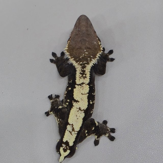 세이블 100%헷아잔틱