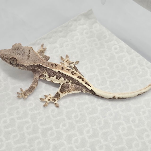 프라푸치노 100%헷아잔틱