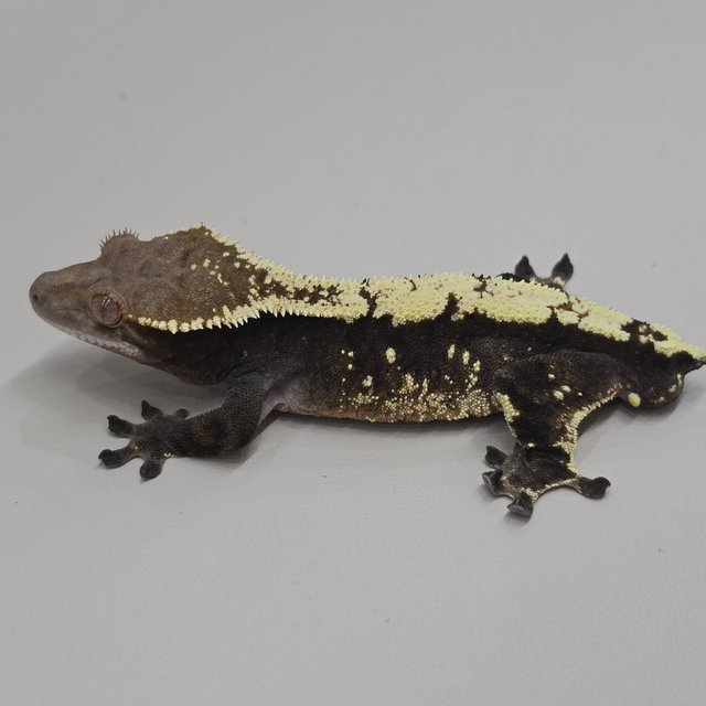 세이블 100%헷아잔틱