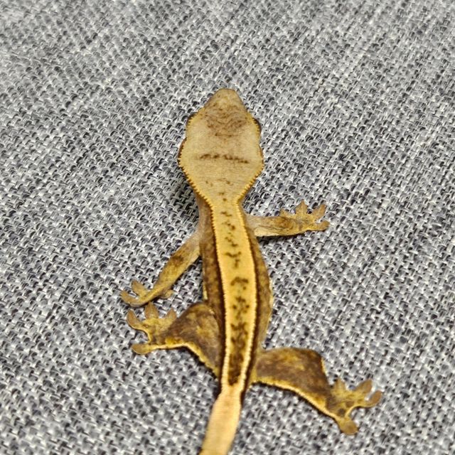 옐로우 크림시클