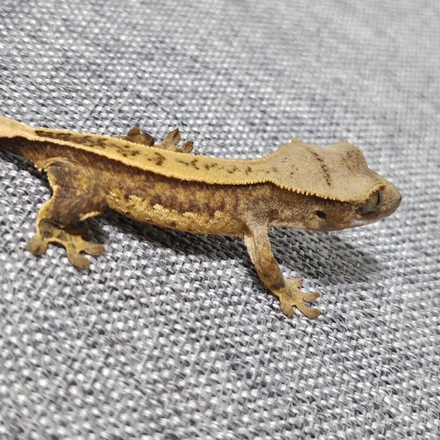 옐로우 크림시클