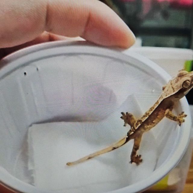 할리퀸