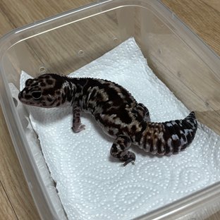 화이트아웃 헷 패턴리스 헷 오레오