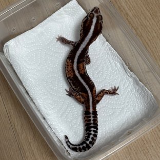 헷 오레오 헷 패턴리스