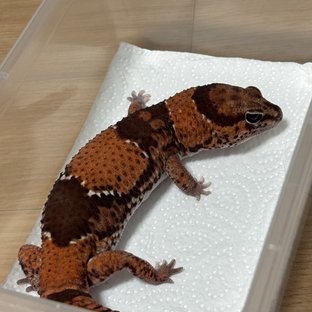 헷 아멜라니스틱 헷 패턴리스