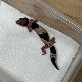 헷 오레오 헷 줄루 헷 카라멜