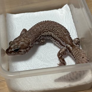 오레오 패턴리스 헷 고스트