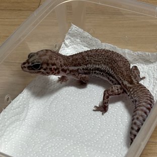 오레오 패턴리스