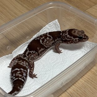 오레오 헷 패턴리스