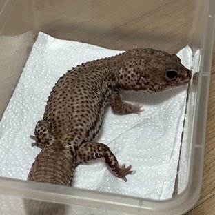 오레오 패턴리스