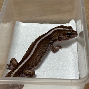 오레오 패턴리스