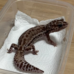 오레오 패턴리스 헷 고스트