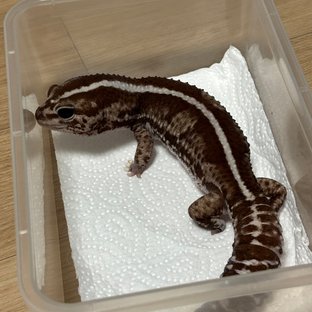 오레오 제로 헷 고스트 헷 패턴리스