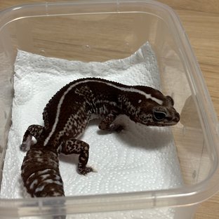 오레오 헷 고스트 헷 패턴리스