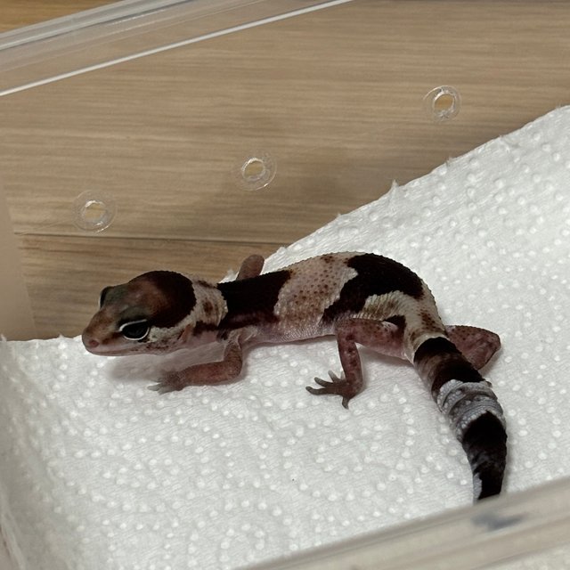 헷 오레오 헷 줄루 헷 카라멜