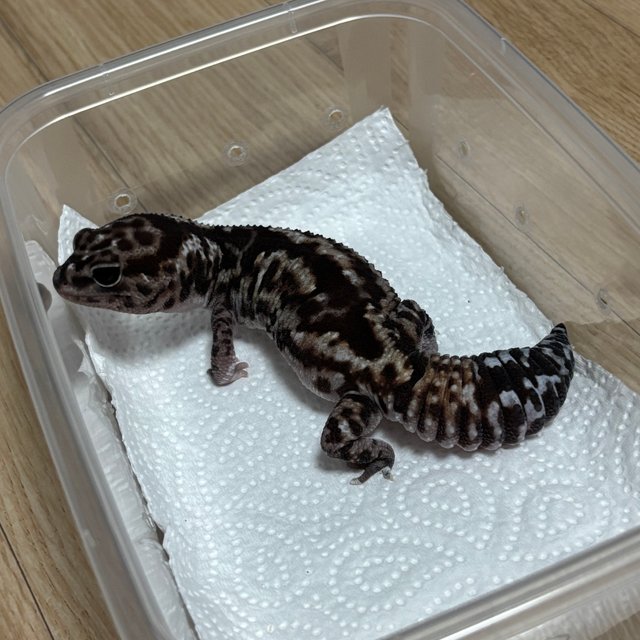 화이트아웃 헷 패턴리스 헷 오레오