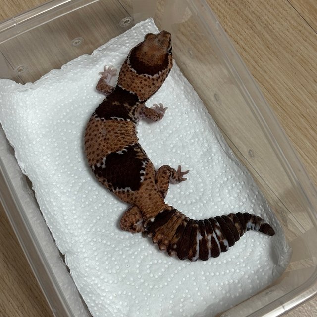 헷 아멜라니스틱