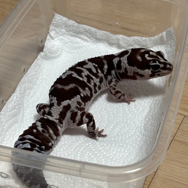 화이트아웃 오레오