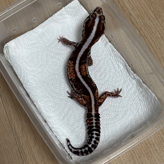 헷 오레오 헷 패턴리스