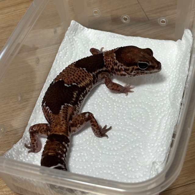 헷 아멜라니스틱 헷 패턴리스