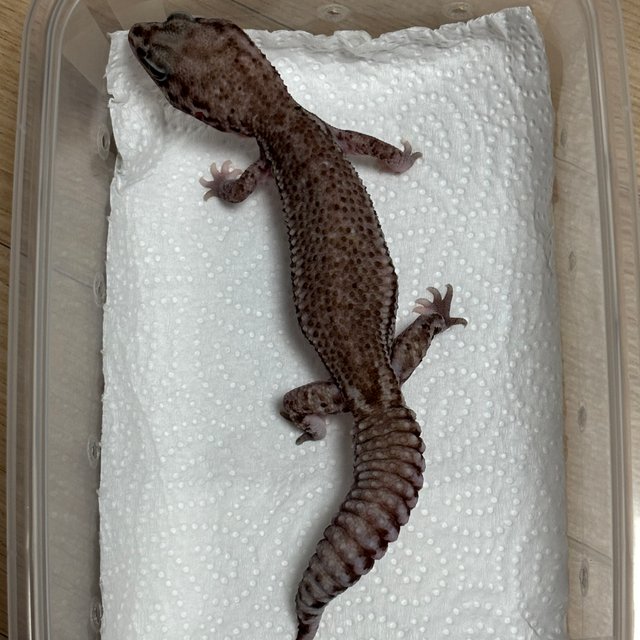 오레오 패턴리스