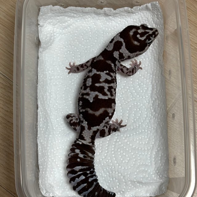 화이트아웃 오레오