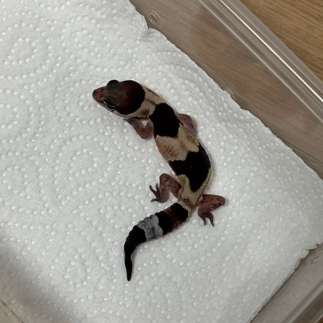 헷 오레오 헷 줄루 헷 카라멜