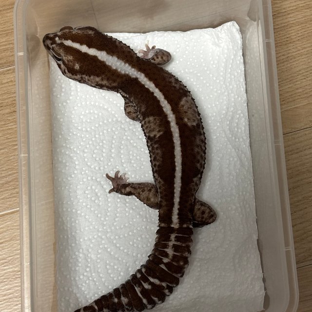 오레오 제로 헷 고스트 헷 패턴리스