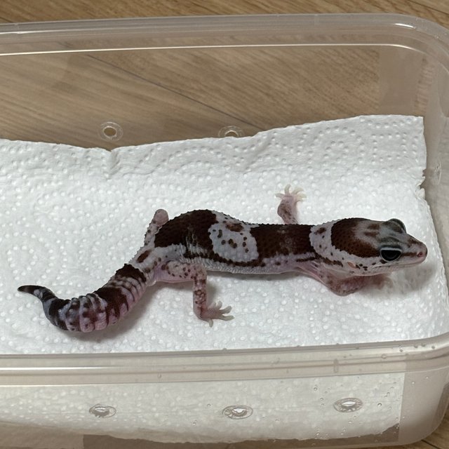 오레오 헷 패턴리스