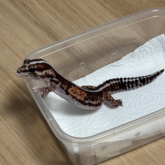 헷 오레오 헷 패턴리스