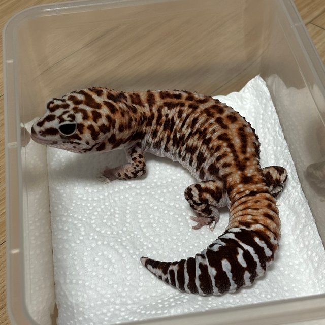 화이트아웃 패턴리스 헷 오레오