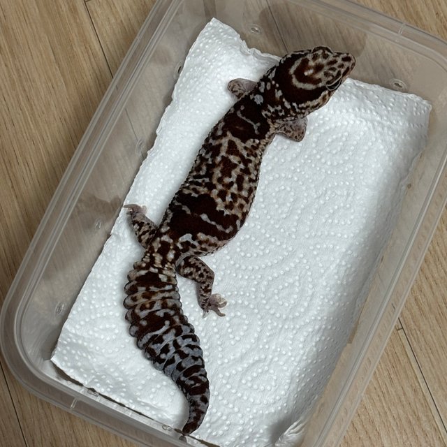 화이트아웃 헷 오레오