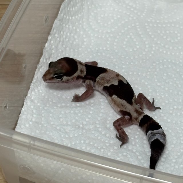 헷 오레오 헷 줄루 헷 카라멜