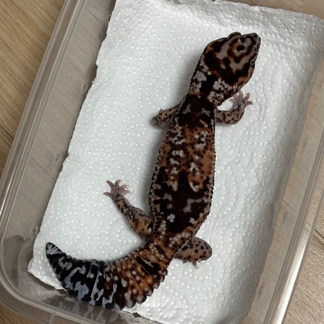 화이트아웃 헷 패턴리스