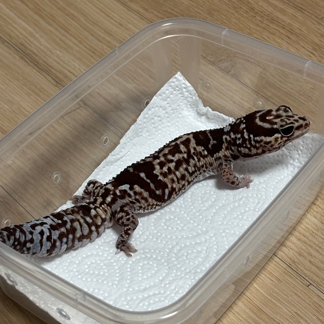 화이트아웃 헷 오레오